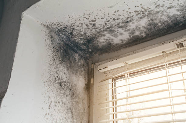Affordable Mold Remediation solutions in Goodyear, AZ